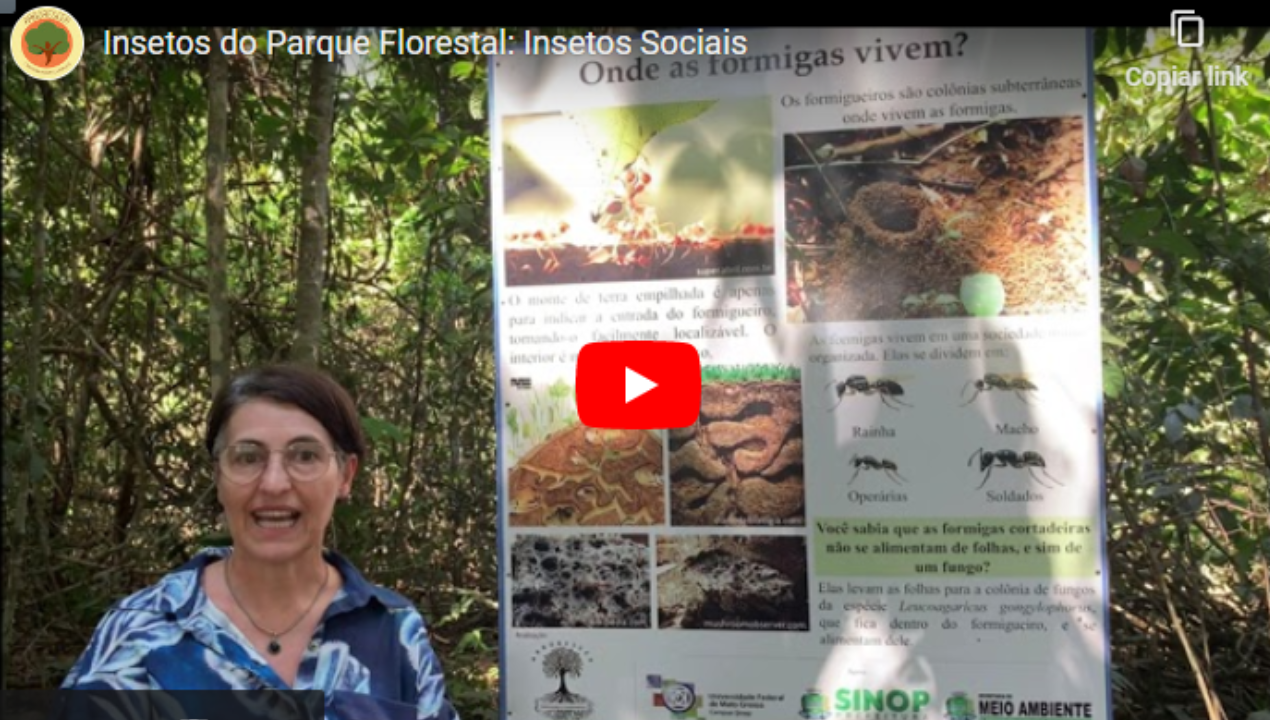 Insetos do Parque Florestal: Insetos Sociais
