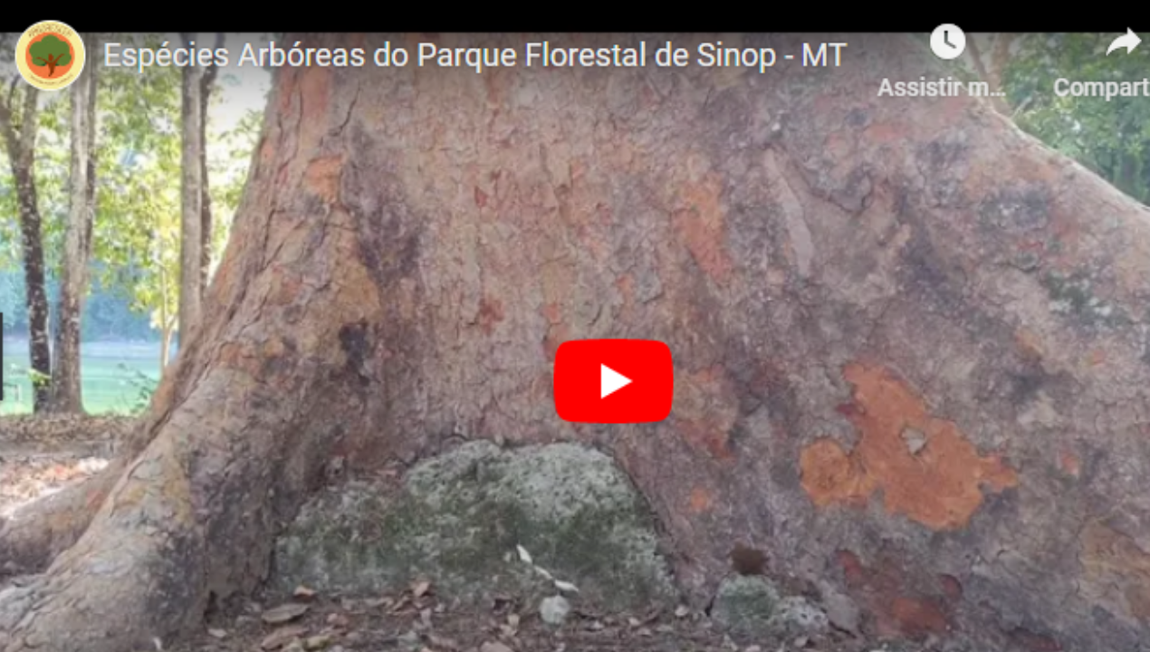 Espécies Arbóreas do Parque Florestal de Sinop - MT